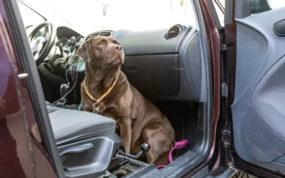 Taxi animalier à Dudelange : transportez votre compagnon en toute sécurité